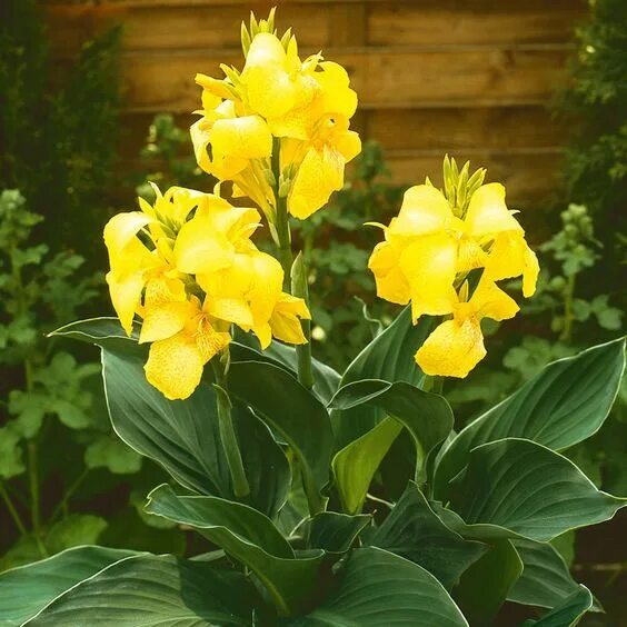 Канна Canna Pretoria - купить саженцы в интернет-магазине