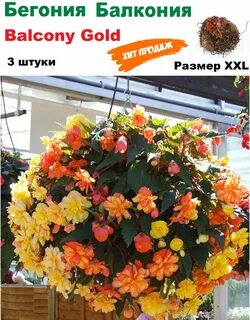 Бегония питомник