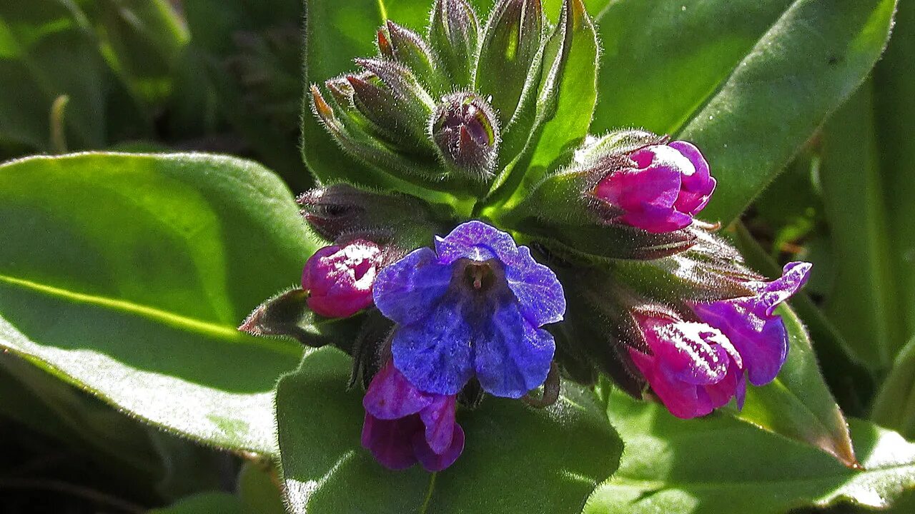 Медуница цветок. Медуница (Pulmonaria). Медуница Болотная. Медуница Кавказская. Как выглядит цветок медуница