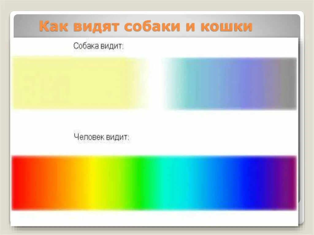 Как видят собаки. Как видят мир собаки. Как видят собакисобаки. Как видят собаки цвета. Ночное зрение у собак