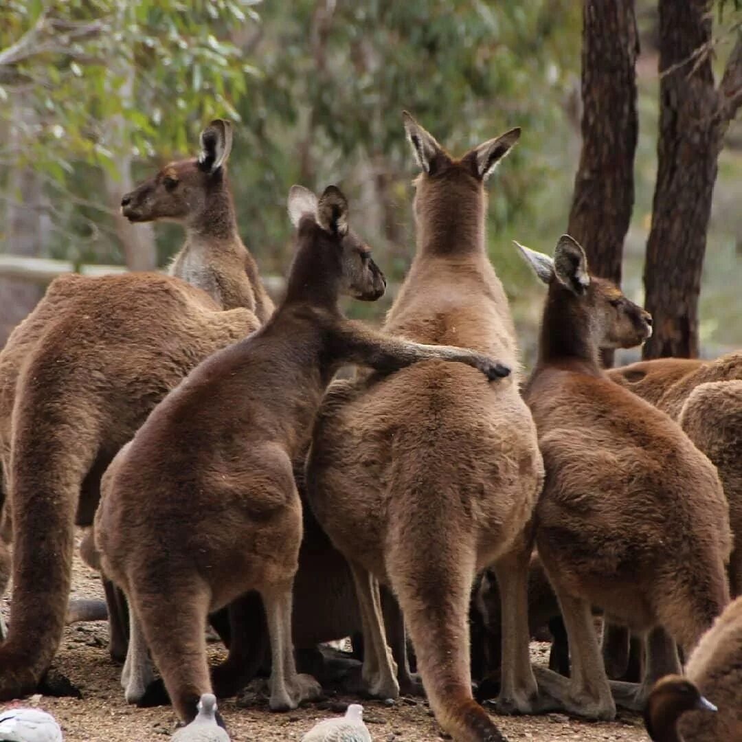Сколько живет в австралии. Кенгуру в Австралии. Avstraliya kengru rasmi. Кенгуру эндемик. Звери Австралии.