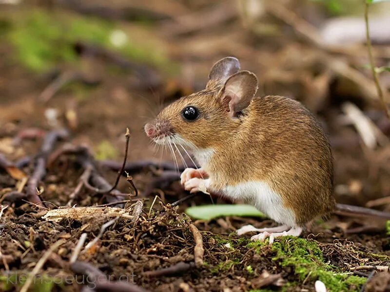 Полевая мышь Apodemus agrarius. Мышь Лесная полевка. Обыкновенная полёвка. Желтогорлая Лесная мышь. Лесная мышь животное