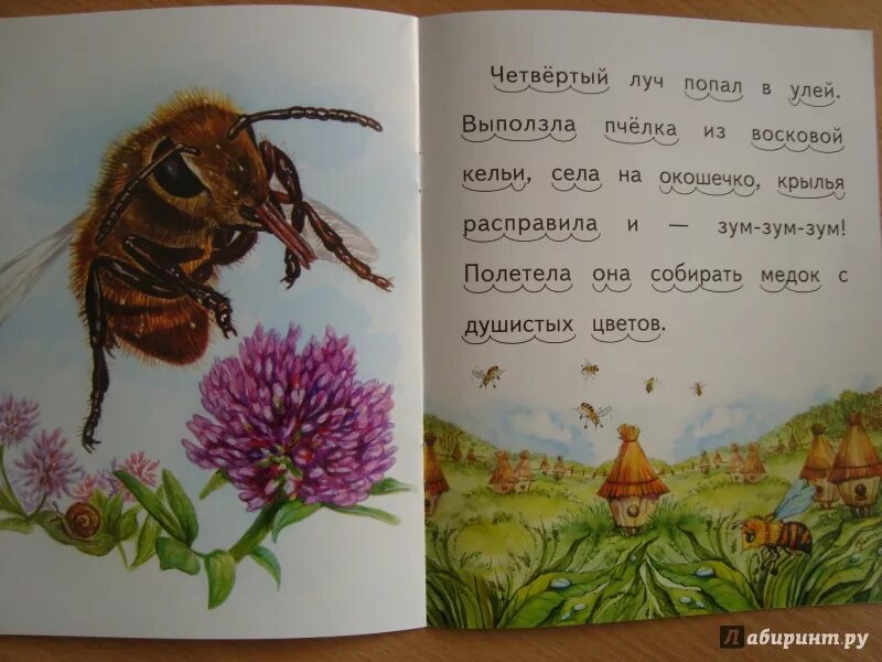 Утренние лучи ушинский. Утренние лучи ушинский. Константин ушинский утренние лучи. Утренние лучи ушинский иллюстрации. Ушинский константин дмитриевич утренние лучи.