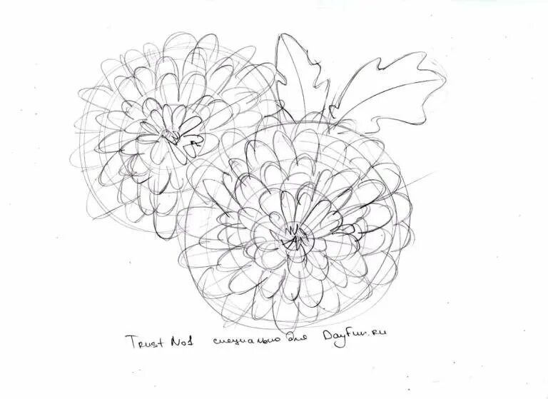 Поэтапное рисование астры. Нарисовать хризантему поэтапно. Хризантемы карандашом. Хризантемы для срисовки карандашом. Хризантема поэтапно.