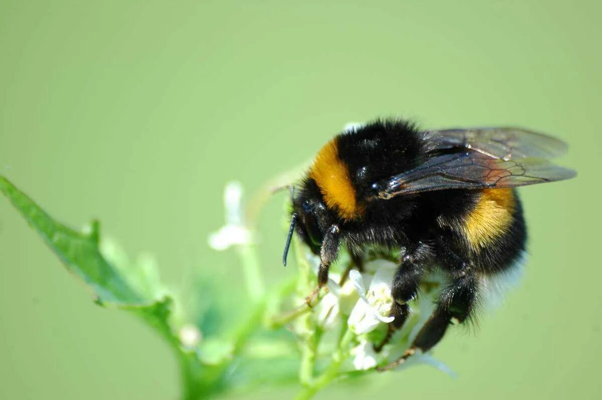 Шмель жалит или кусает. Bombus terrestris. Укус шмеля Bombus terrestris. Шмель опыляет Клевер. Земляной Шмель.