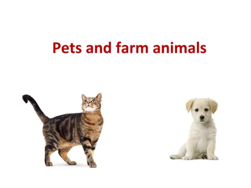 Pets and animals тема по английскому. Презентация по английскому языку animals and Pets. Pets Farm animals английский 5 класс. Pet animals урок английского.