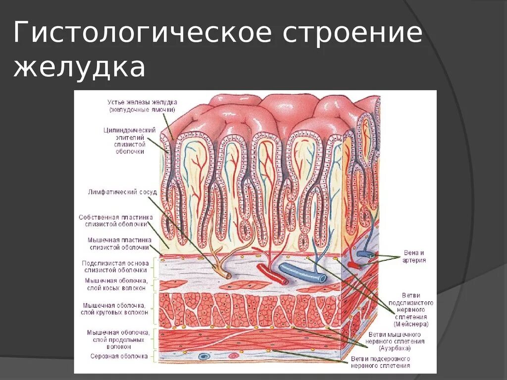 Гистология строение. Строение желез желудка гистология. строение дна желудка гистология. строение стенки желудка гистология. кардиальный отдел желудка гистология.