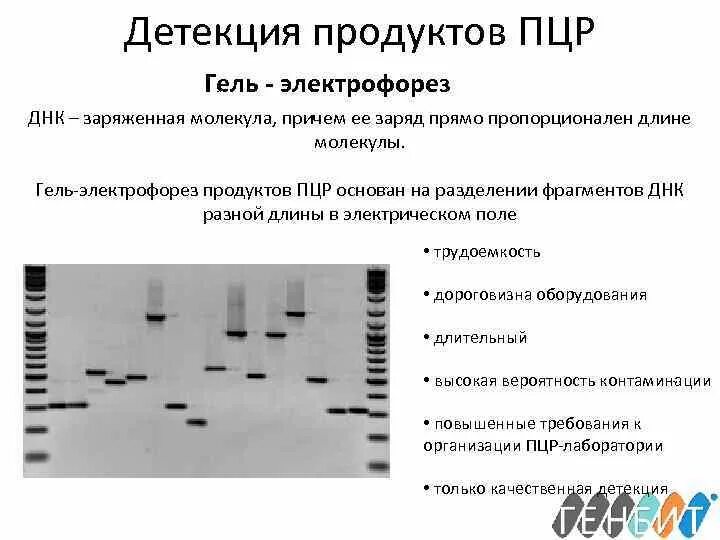 Метод разделения фрагментов днк. Пцр электрофорез в агарозном геле. метод пцр гель электрофорез. детекция продуктов амплификации в пцр. детекция результатов пцр с помощью электрофореза.