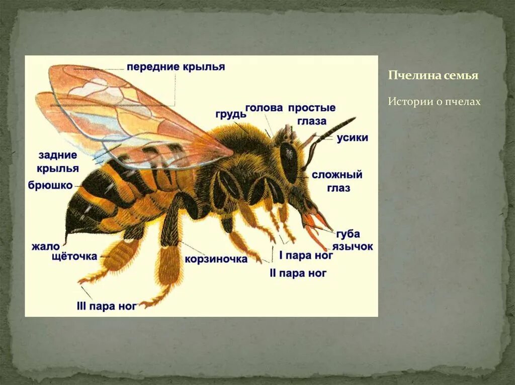 Внутреннее строение пчелы медоносной. Строение пчелы медоносной. Внешнее строение пчелы. Строение пчелы для детей.