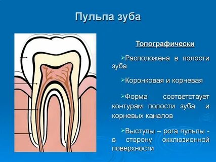Пульпа представляет собой