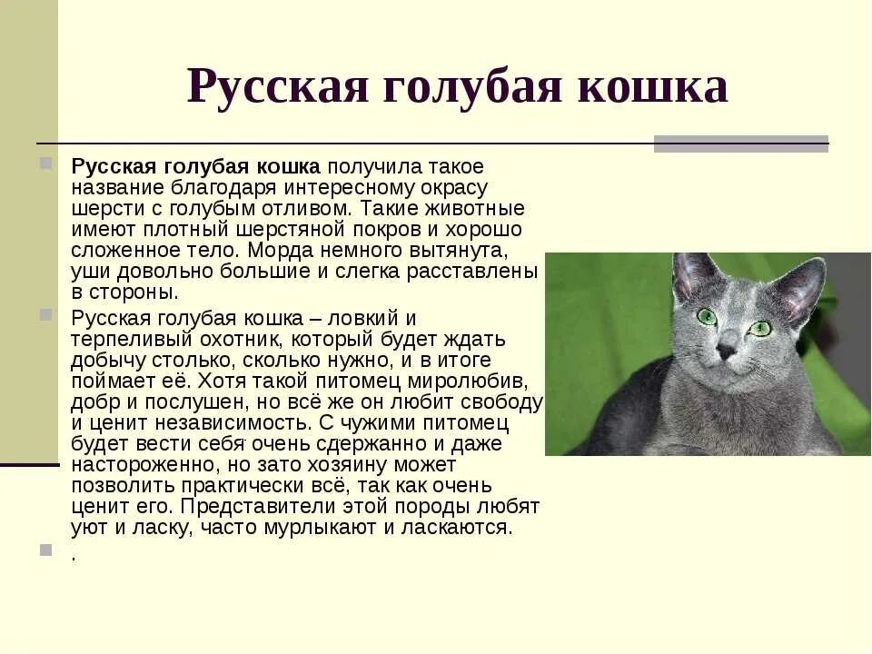 Описание домашнего кота 2 класс. Русская голубая кошка описание породы 2 класс. Русская голубая кошка рассказ. Русская голубая кошка описание и характеристика породы. Русская голубая кошка краткое описание.