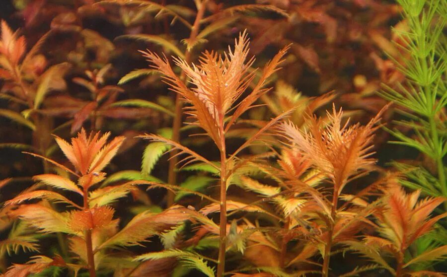 прозерпинака палюстрис. прозерпинака палюстрис аквариумное растение. прозерпинака палюстрис proserpinaca palustris. прозерпинака аквариумное растение. прозерпинака аквариумное.