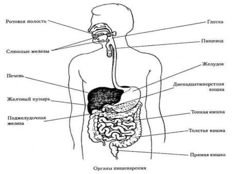 Схема пищеварительной системы человека 8 класс. Система органов пищеварения схема. Схема пищеварительной системы человека карточка. Система пищеварения человека схема 4 класс.