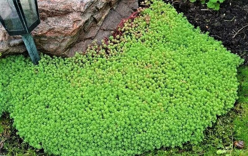 Камнеломка арендса: посадка, уход и выращивание из семян. нежное украшение вашег