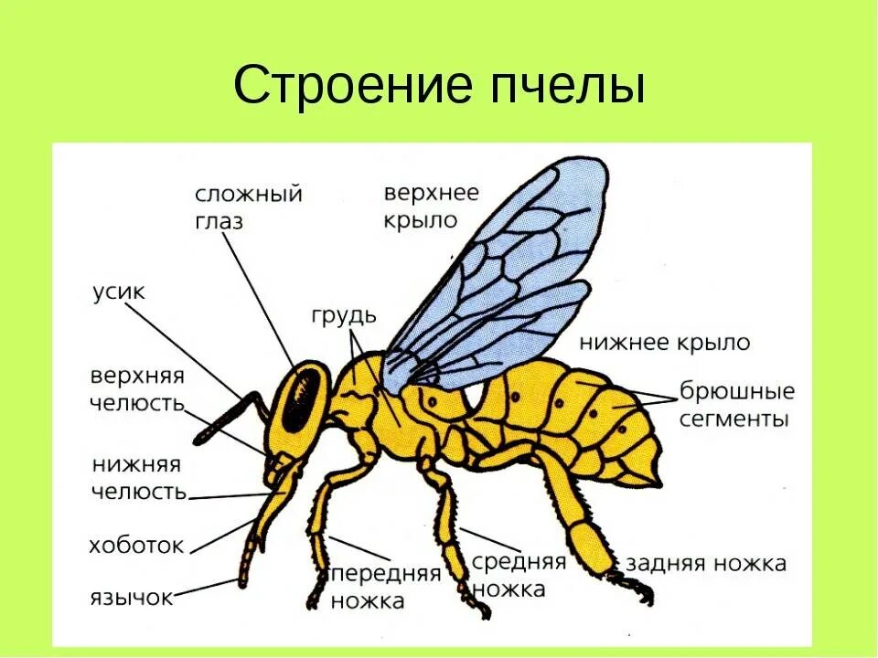 Какие части насекомого изображены. Внешнее строение пчелы. Внешнее строение медоносной пчелы. Строение пчелы медоносной. Пчелы Перепончатокрылые строение.