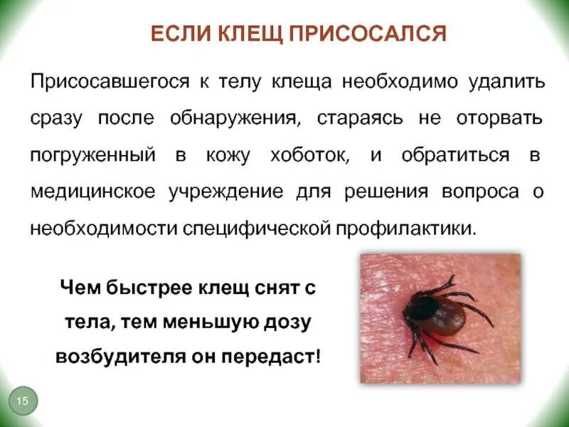 ГБУЗ ЛО "Тихвинская МБ" - Осторожно - клещи!