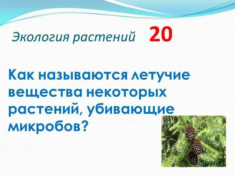 фитонцидные свойства растений. растения выделяющие фитонциды. летучие и пахучие вещества. комнатные растения фитонциды. аэрофитотерапия.