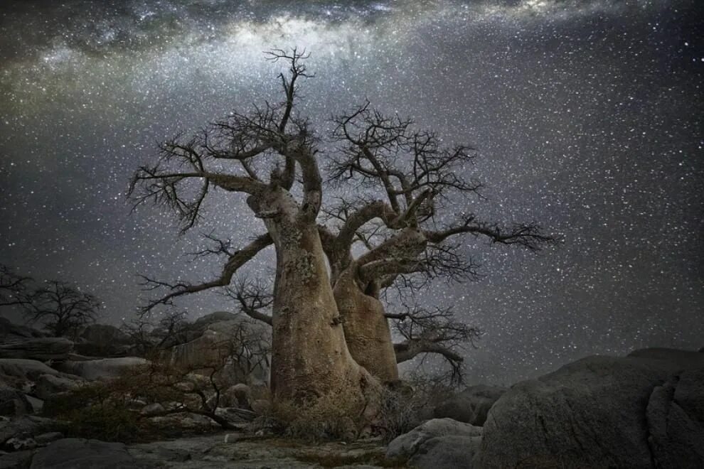 Ancient tree