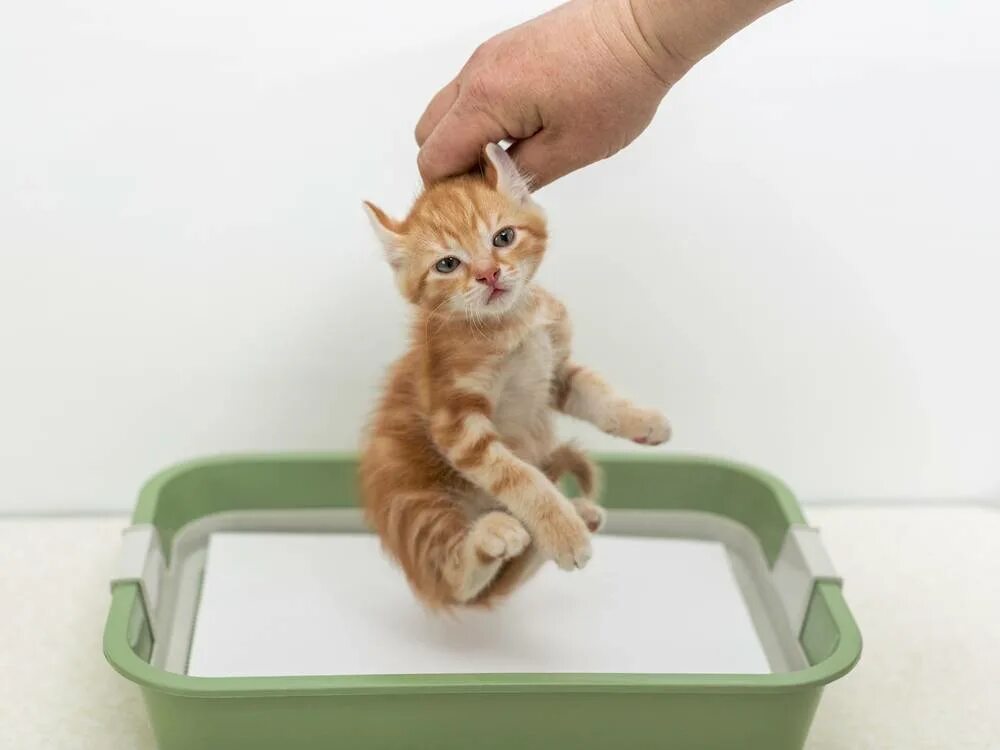 Лоток для котят. Котик в лотке. Приучить котенка к лотку. Туалет для Котёнков.