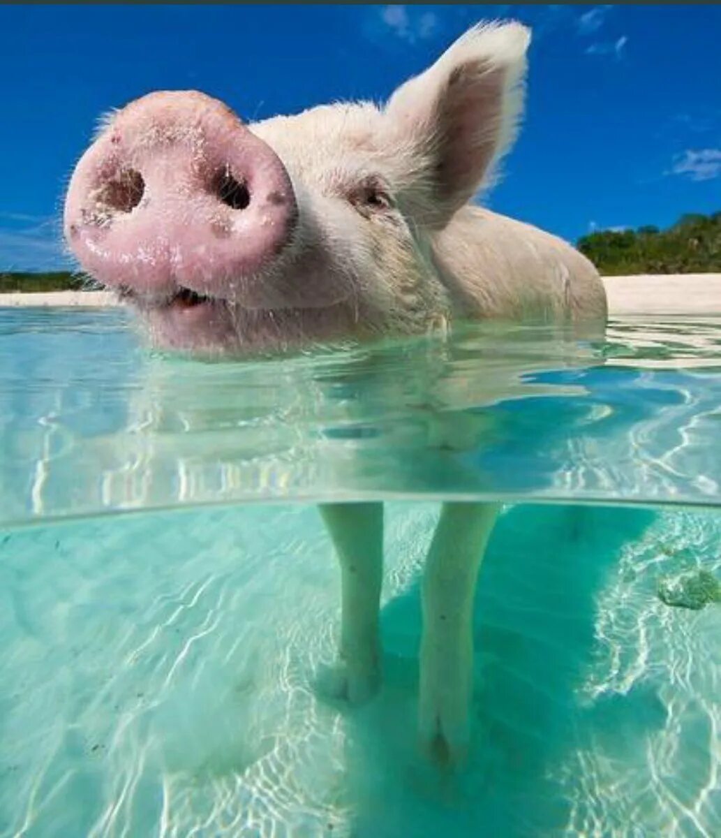 Свинка плавает. Свинки на Багамах. Багамские острова свинки. Свинья. Хрюшка на море.