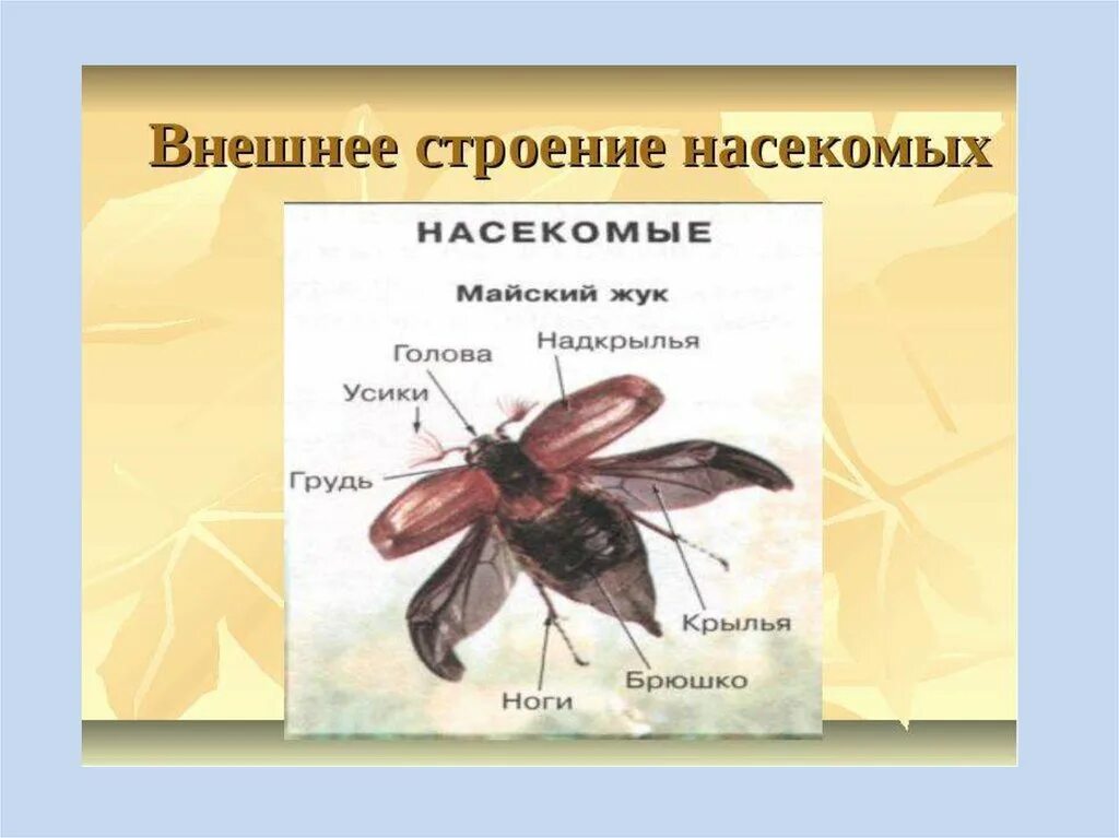 Строение насекомого майского жука. Внешнее строение насекомых 7 класс биология. Внешнее строение насекомых 8 класс биология. Класс насекомые внешнее строение насекомых 7 класс. Внешнее "троение насекомых.