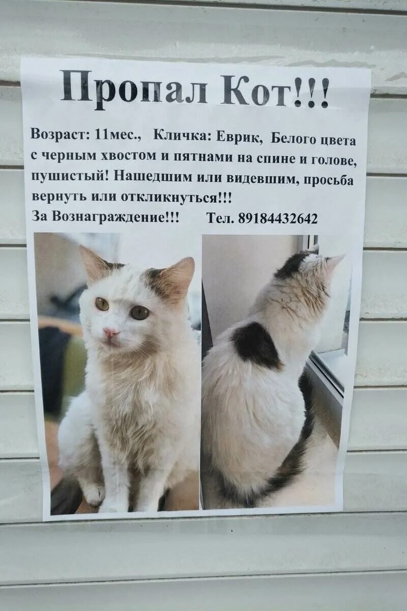 Как найти кошку если она. Найдена кошка объявление. сбежала кошка объявление. что делать если убежал кот. кошка убежала из дома.