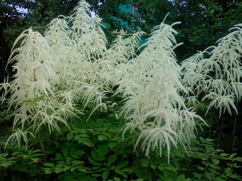 Арункус фото. Арункус / Волжанка двудомная. Волжанка двудомная (Aruncus dioicus). Волжанка Арункус обыкновенная. Волжанка двудомная (Арункус) Aruncus dioicus.