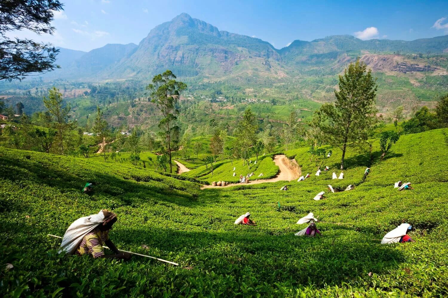Шри ланка на ланкийском. Плантация Цейлон в Шри Ланка. Остров Цейлон чайная плантация.. Шри Ланка чайные плантации. Чайные плантации Цейлона.