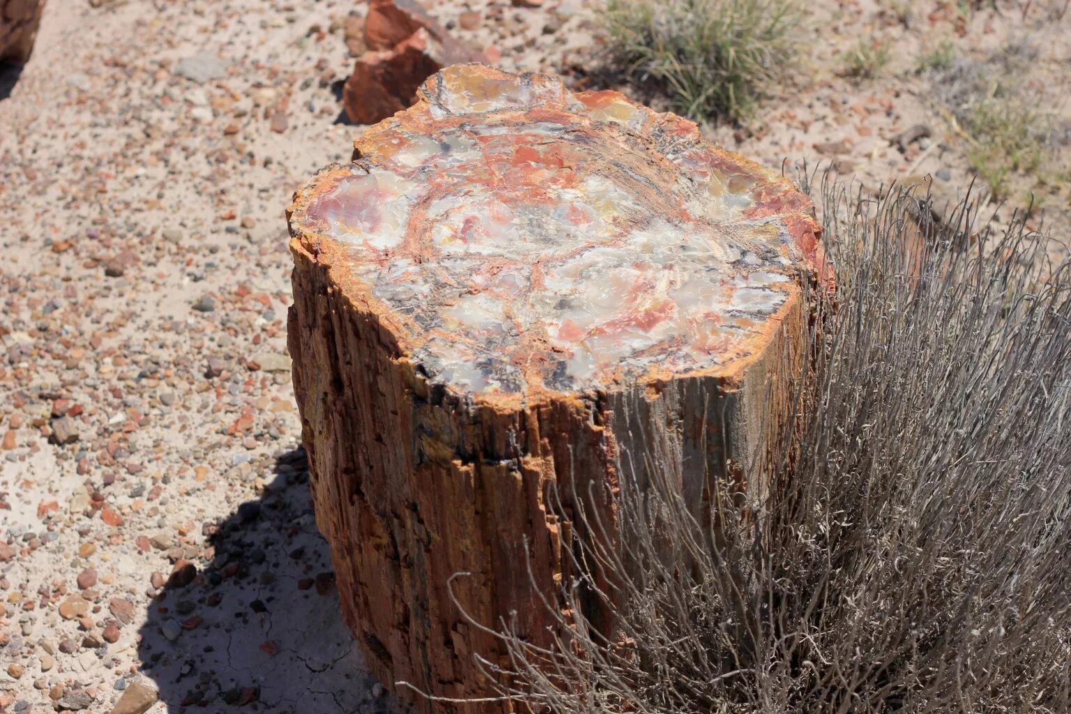 Окаменевшая хвойная. Окаменелое дерево.(Petrified Wood).. Баевское окаменелое дерево. Окаменелое дерево окаменелости. Халцедон окаменевшее дерево.