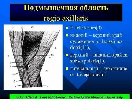 Подмышечная ямка границы