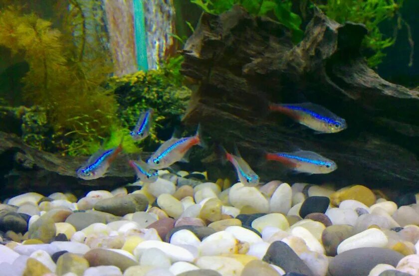 Неон рыба. Неон рыбка малек. Аквариумные рыбки неончики живородящие. Как размножаются неоны. Как размножаются неоны.