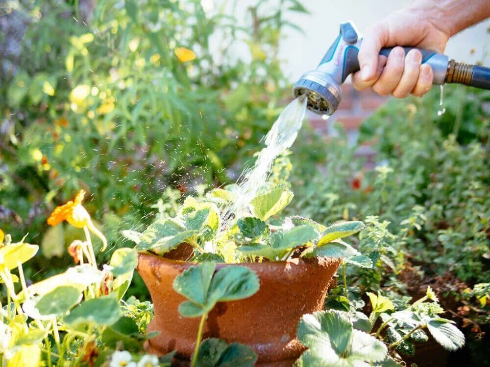 We were watering the plants. Защита растений от жары. Спасаем растения от жары. Полив цветов при солнце. Полить палить.