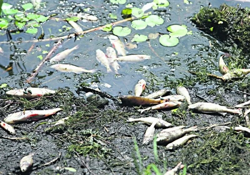 Река гиб. Загрязнение водоемов. Загрязнение рек. Рыбы в загрязненных водоемах. Отравленная рыба в водоемах.
