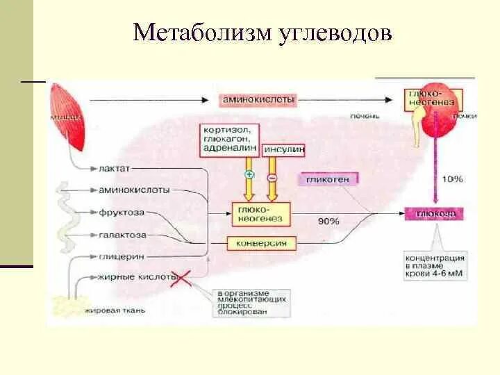 Схема обменных процессов углеводов. Общая схема метаболизма углеводов. Общая схема метаболизма углеводов биохимия. Схема метаболизма углеводов в печени. Как происходит обмен углеводов