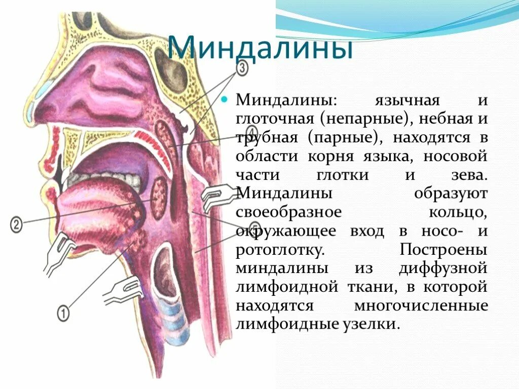 Валики глотки. Анатомия миндалины глоточного кольца. Лимфоидной ткани глоточного кольца. Язычной, трубных и глоточной миндалин.. Миндалины глоточного кольца строение.