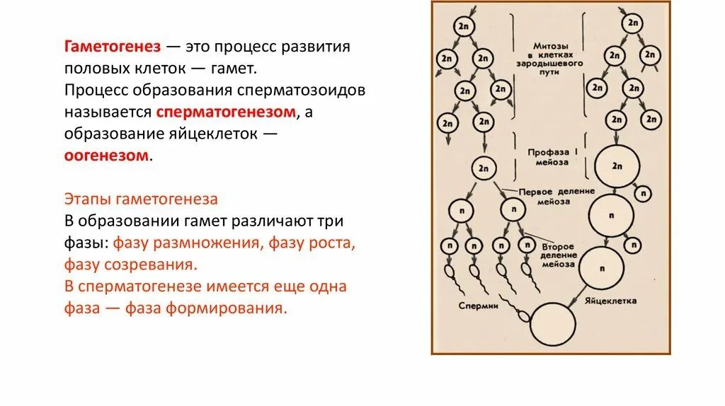 Типы гаметогенеза. Гаметогенез схема с подписями. Образование половых клеток гаметогенез таблица. Фаза созревания гаметогенеза. Митоз схема гаметогенеза.