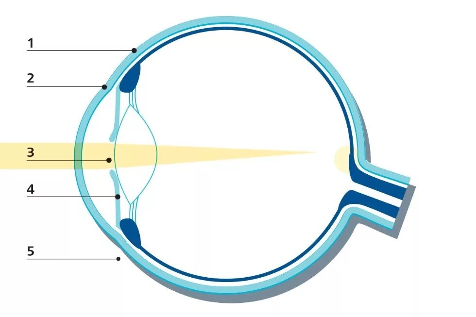 Строение глаза. Строение глаза человека схема. Строение глаза без подписей. Глаз строение глаза. Нормальный глаз схема