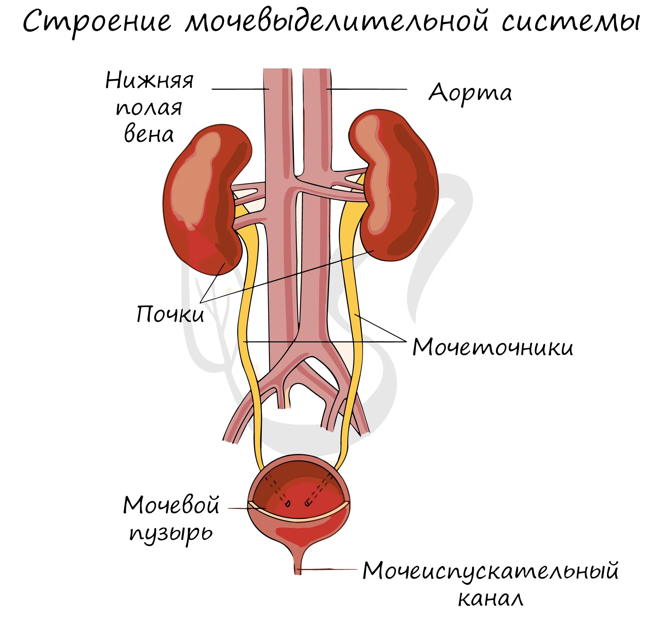 Мочевыделительная система мочевая система человека. Схема строения мочевыделительной системы человека. Выделительная система строение почки. Мочевая выделительная система.