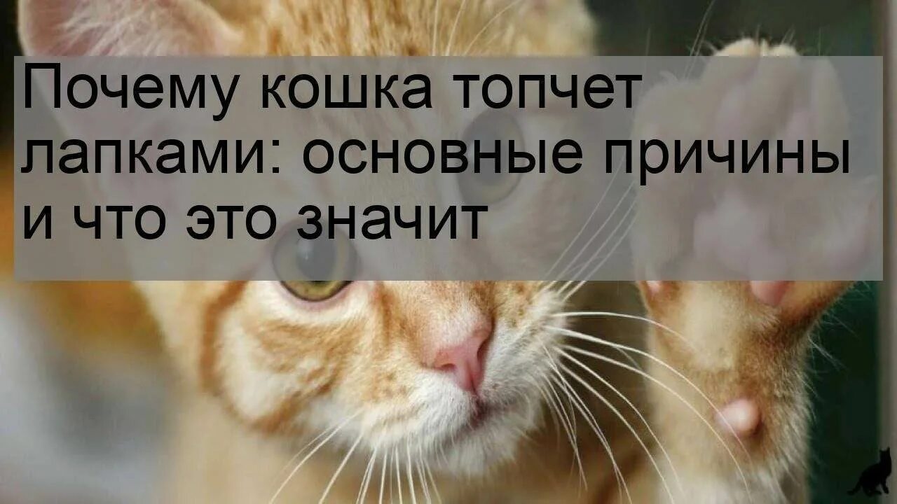 Почему кошка делает лапками. Кошка топчет. кошка топчется и прикусывает. почему кошки топчут нас лапками. котёнок топчется на месте.
