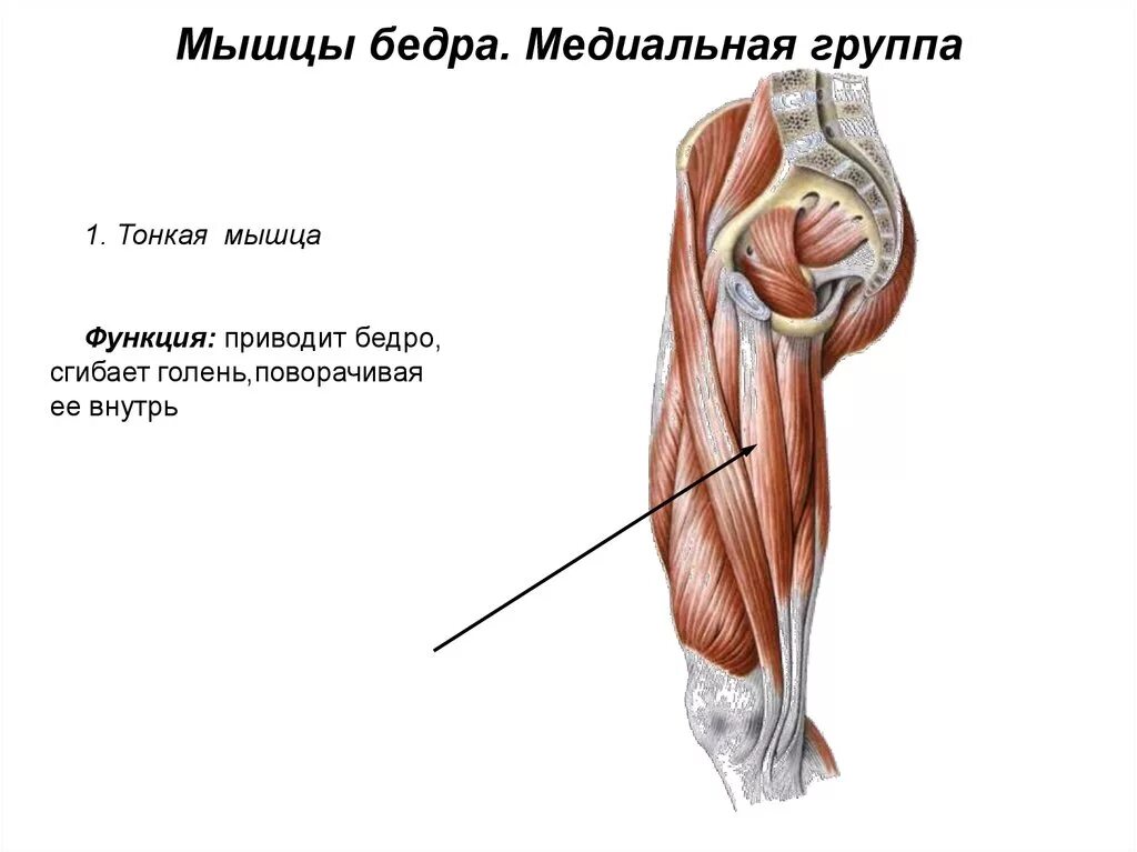 Функции приводящих мышц. Тонкая мышца бедра функции. Тонкая мышца- m. gracilis. Тонкая медиальная мышца бедра. Мышцы бедра передняя задняя медиальная группа.