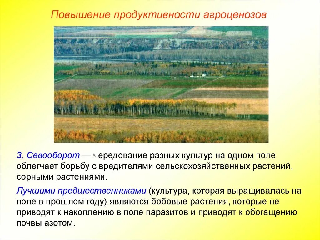 Характеристика экосистемы поле. Повышение продуктивности агроценозов. Продуктивность агроценоза. Пути повышения продуктивности агроэкосистемы:. Способы повышения продуктивности агроценозов.