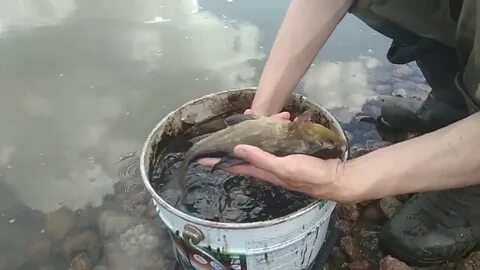 Живая форель для зарыбления