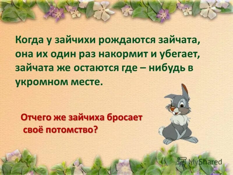 как называют зайчат родившихся. листопадничек статья. зайчата родились. как называются зайчата родившихся осенью. как называют зайчат родившихся.