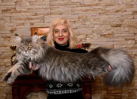 Кун минск