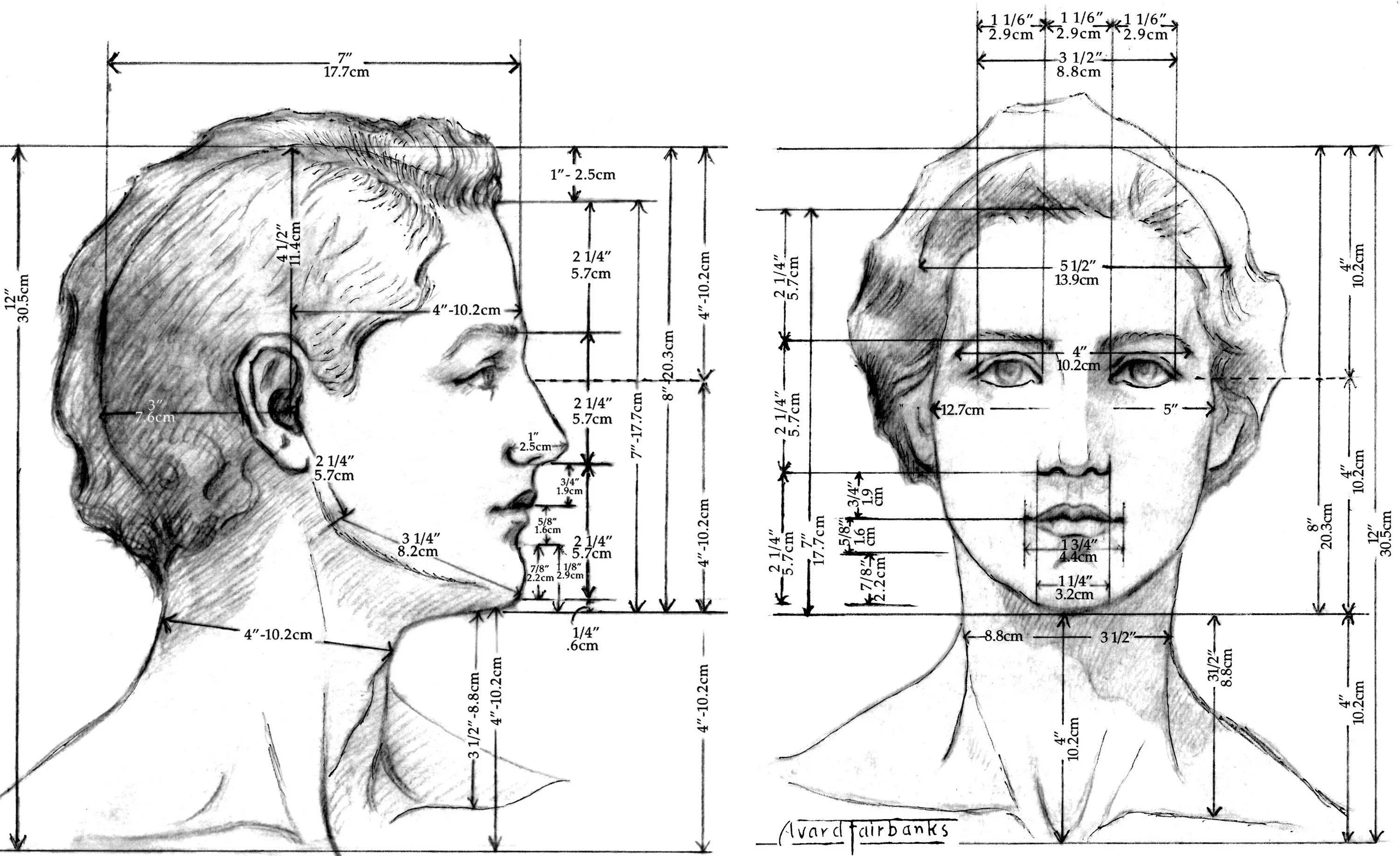 У взрослого человека голова занимает. Пропорции шеи и головы человека. Схема головы человека в профиль и анфас. Пропорции портрета человека профиль. Портрет (конструкция головы человека. Анфас, профиль).