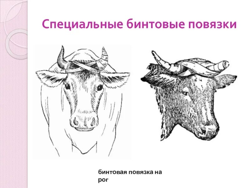 Техника наложения повязок животным. Наложение повязки на рога. Наложение повязок у животных. Повязка на рога Ветеринария.