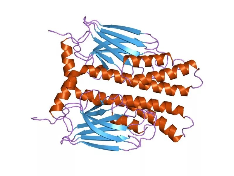 Белки стресса. Hsp70 шапероны. Heat Shock Proteins. \Protein 70 hsp70. Классификация белков теплового шока.