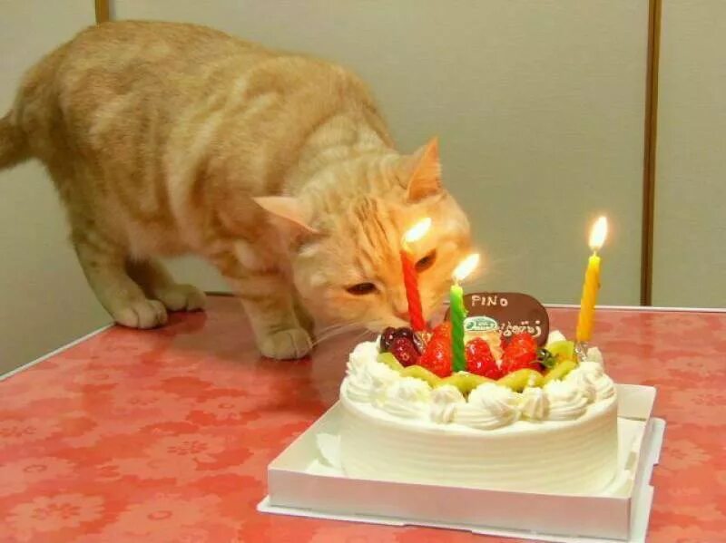Скучные дни рождения. С днем рождения кот. Кот с тортиком. Тортик для котика. Торт с «котиком».