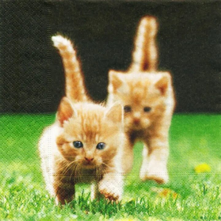 Котенок бежит. Котята бегают. Два котенка бегают.