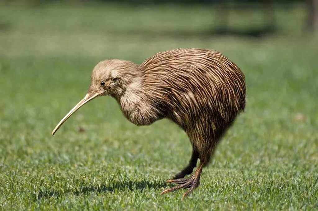 Киви это птица. Нелетающая птица киви. Птица киви в новой Зеландии. Птица киви символ новой Зеландии. Австралийская птица киви.